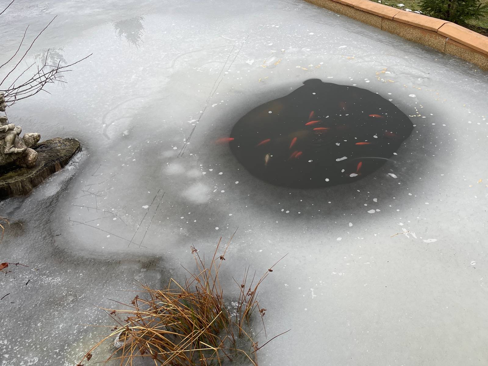 Frozen backyard pond with one open hole in the ice and goldfish visible in the water